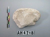 藏品(小型螺蓋製貝刮器)的圖片